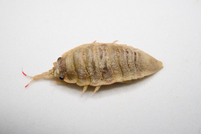 Synidotea bicuspida - (lateral) Synidotea bicuspida - (lateral)