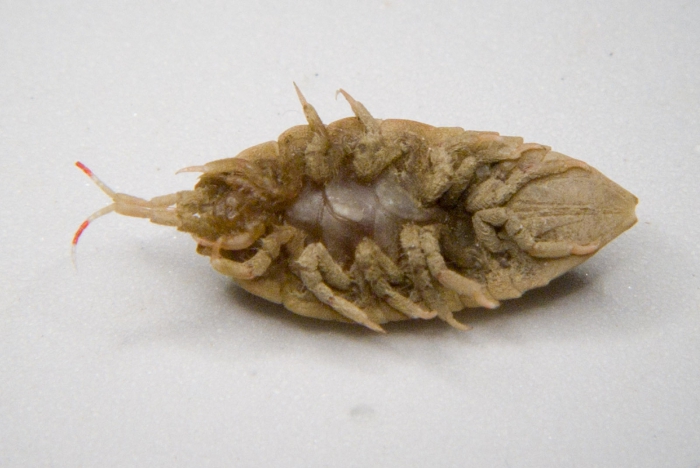 Synidotea bicuspida Synidotea bicuspida