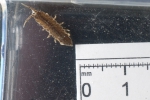 Isopoda