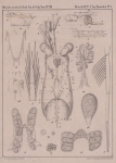 <B>Van Beneden, P.-J.</B> (1861). Recherches sur les Crustacés du littoral de Belgique Mém. Acad. R. Sci. Lett. B.-Arts Belg., Collect. 4 XXXIII: 1-174, plates I-XXI