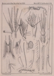 <B>Van Beneden, P.-J.</B> (1861). Recherches sur les Crustacés du littoral de Belgique Mém. Acad. R. Sci. Lett. B.-Arts Belg., Collect. 4 XXXIII: 1-174, plates I-XXI