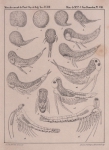 Van Beneden, P.-J. (1861). Recherches sur les Crustacés du littoral de Belgique Mém. Acad. R. Sci. Lett. B.-Arts Belg., Collect. 4 XXXIII: 1-174, plates I-XXI