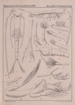 Van Beneden, P.-J. (1861). Recherches sur les Crustacés du littoral de Belgique Mém. Acad. R. Sci. Lett. B.-Arts Belg., Collect. 4 XXXIII: 1-174, plates I-XXI