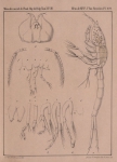 <B>Van Beneden, P.-J.</B> (1861). Recherches sur les Crustacés du littoral de Belgique Mém. Acad. R. Sci. Lett. B.-Arts Belg., Collect. 4 XXXIII: 1-174, plates I-XXI