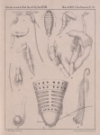 Van Beneden (1861, pl. 15)