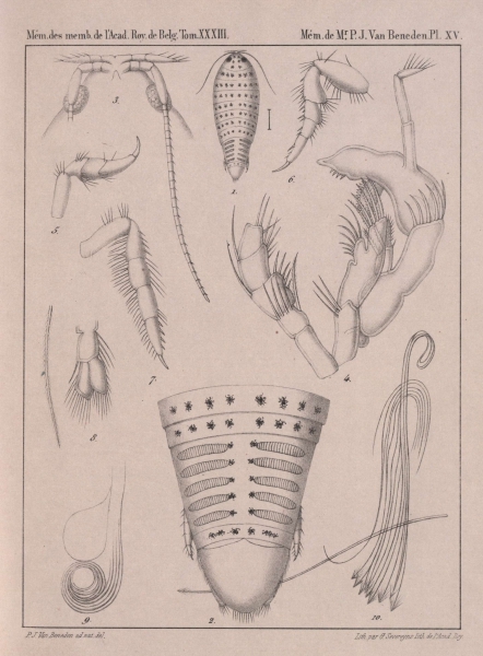 Van Beneden (1861, pl. 15)