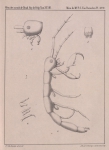 Van Beneden, P.-J. (1861). Recherches sur les Crustacés du littoral de Belgique Mém. Acad. R. Sci. Lett. B.-Arts Belg., Collect. 4 XXXIII: 1-174, plates I-XXI