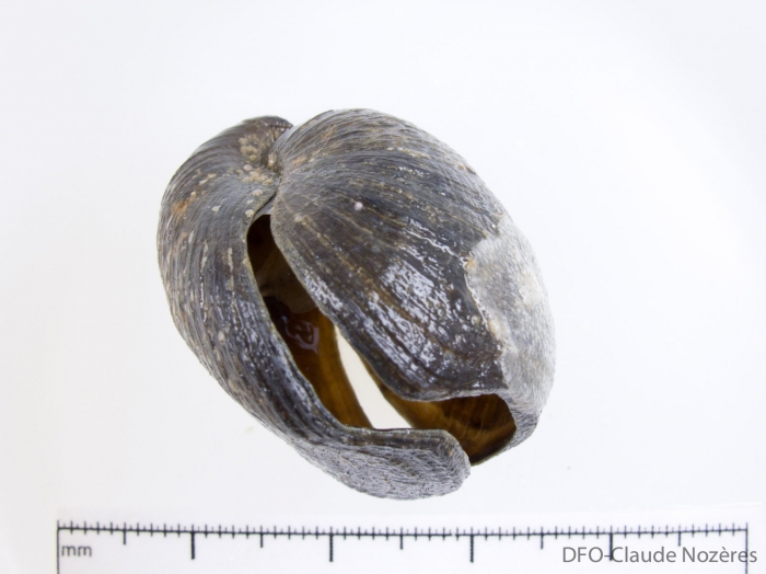 Hemithiris psittacea-open Hemithiris psittacea-open