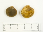 Molluscs