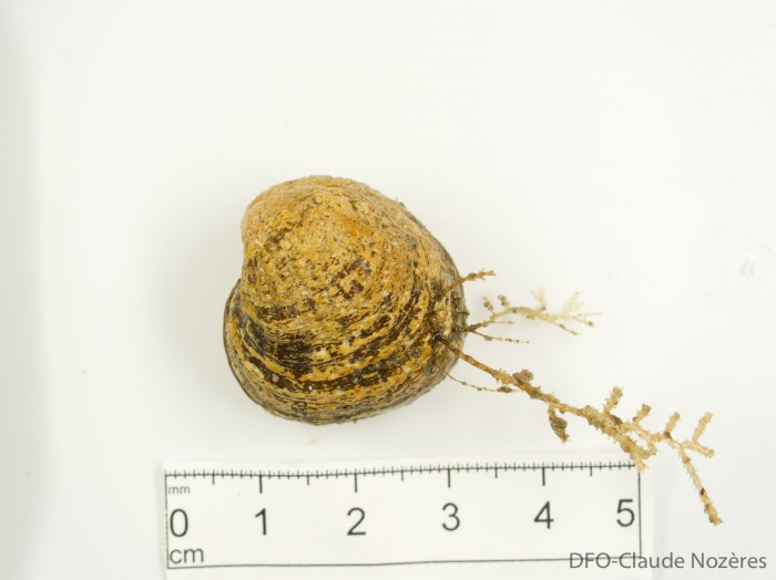 Cyclocardia borealis-large Cyclocardia borealis-large
