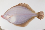 Limanda ferruginea - yellowtail flounder (underside)