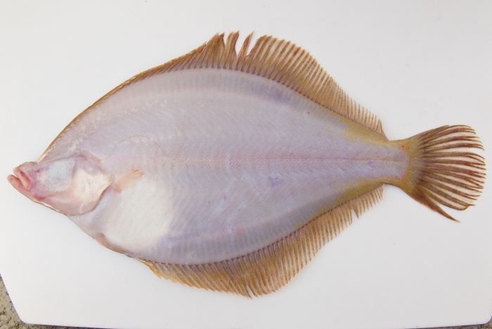 Limanda ferruginea - yellowtail flounder (underside) Limanda ferruginea - yellowtail flounder (underside)