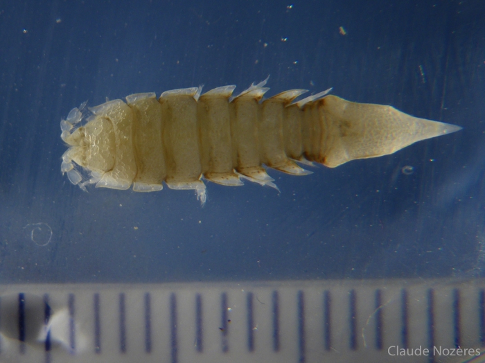 Arctic isopods-Saduria sabini 2 Arctic isopods-Saduria sabini 2