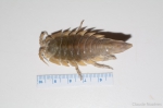 Crustaceans