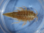 Arctic isopods-Saduria sibirica 2
