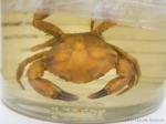 Crabs