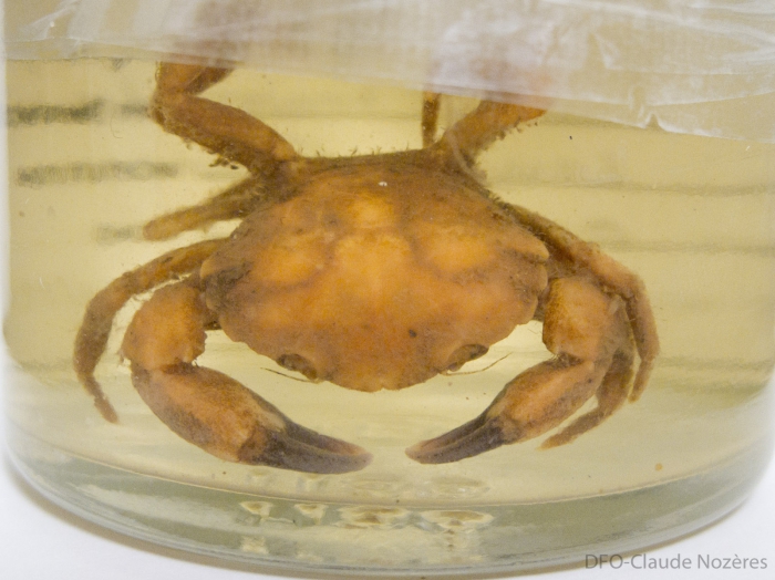 Dyspanopeus sayi - crab Dyspanopeus sayi - crab