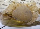 Ovalipes ocellatus - preserved, author: Nozes, Claude