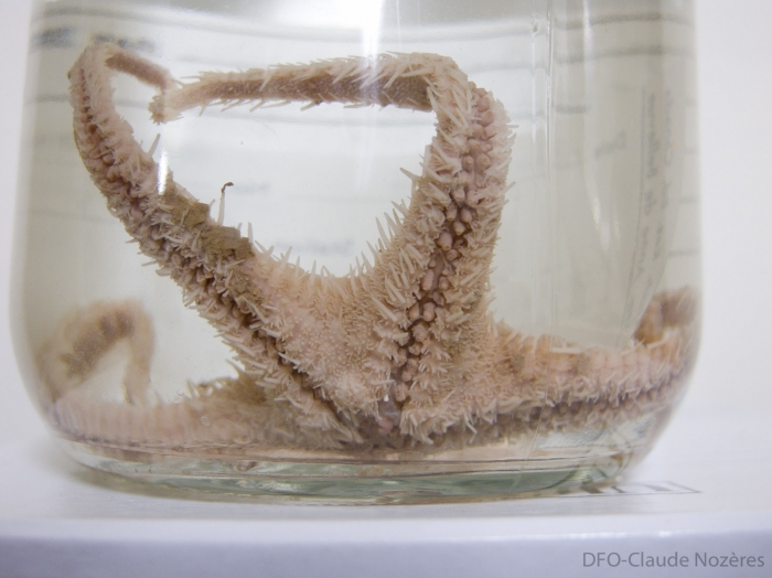 Pontaster tenuispinus sea star Pontaster tenuispinus sea star