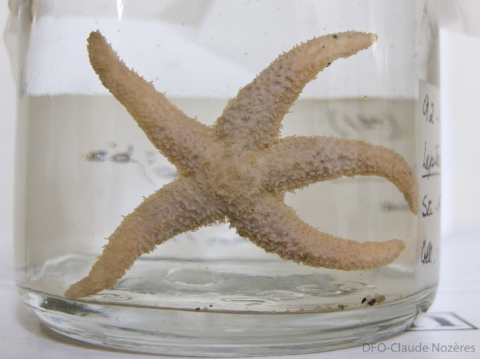 Leptasterias groenlandica Leptasterias groenlandica