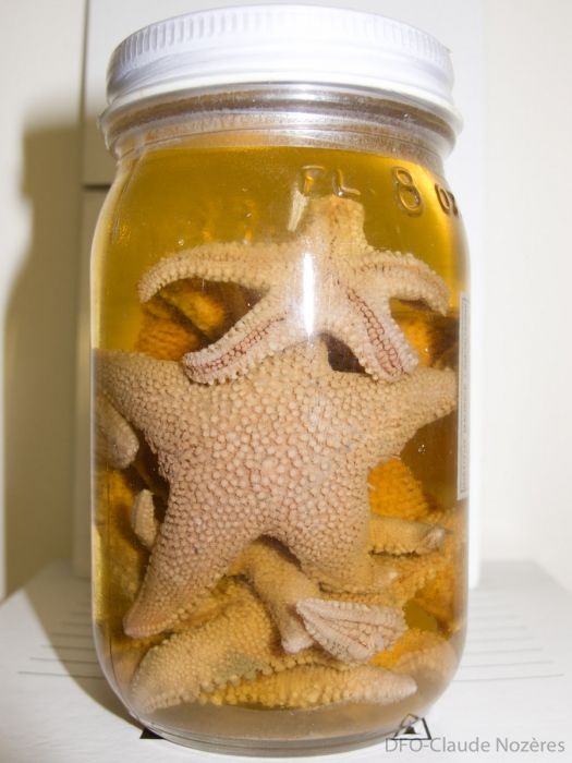 Lophaster furcifer sea star Lophaster furcifer sea star