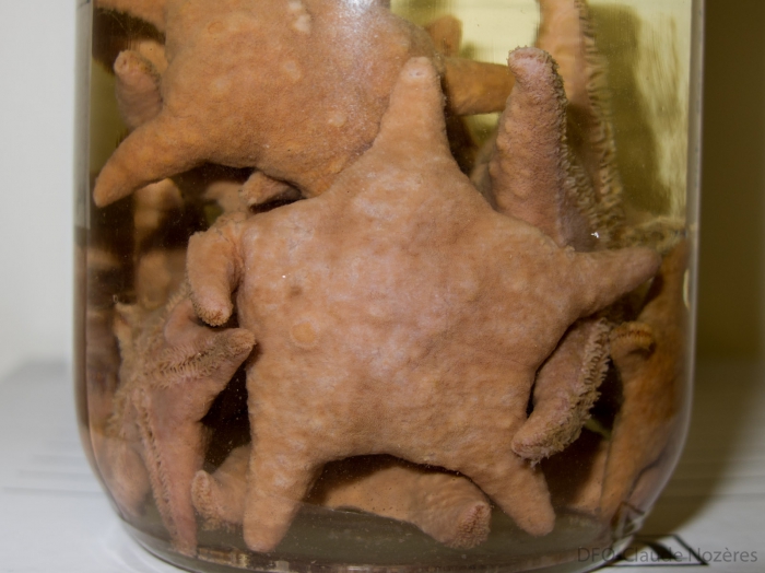 Poraniomorpha tumida sea star