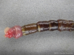 Polychaeta