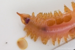 Polychaetes