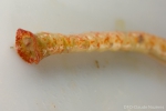 Polychaetes