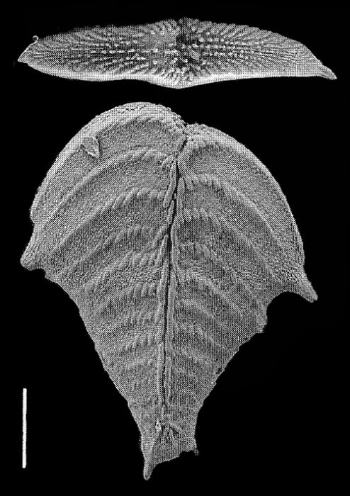 Bolivinella folium Bolivinella folium