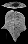 Bolivinella folium
