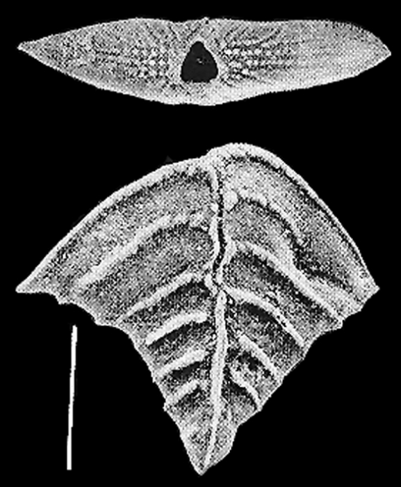 Rugobolivinella elegans Rugobolivinella elegans