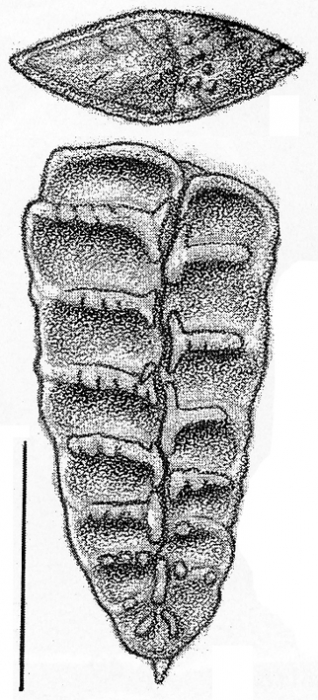 Rugobolivinella barcooae, Holotype Rugobolivinella barcooae, Holotype