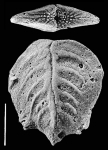 Punctobolivinella philippinensis