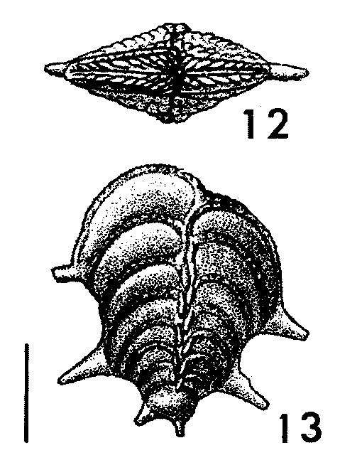 Punctobolivinella unca, Holotype Punctobolivinella unca, Holotype