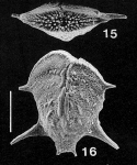 Punctobolivinella unca, Paratype