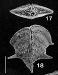 Punctobolivinella unca, Paratype