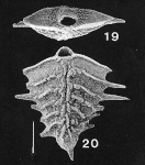 Rugobolivinella spinosa, Paratype