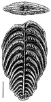 Rugobolivinella pendens, Paratype