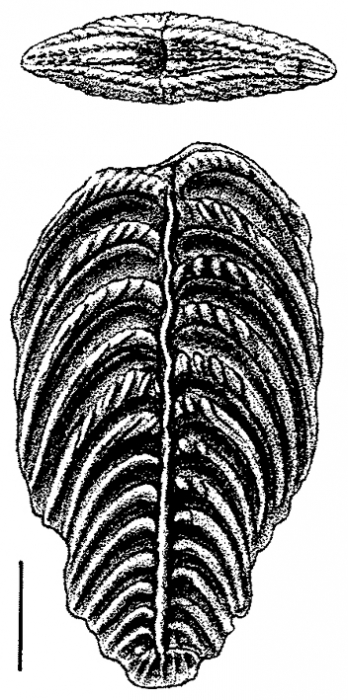Rugobolivinella pendens, Paratype Rugobolivinella pendens, Paratype