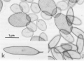 WoRMS banner