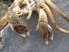 Schaaldieren