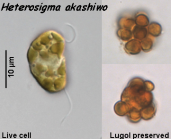 Heterosigma akashiwo