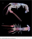 Dinochelus ausubeli