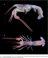 Ten astounding marine species of the last decade (2007-2017)