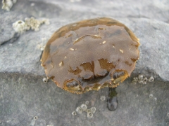 Schaaldieren