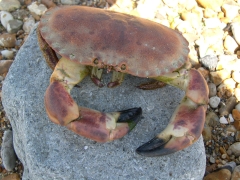 Schaaldieren