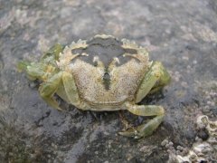 strandkrab