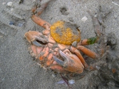 strandkrab + eitjes