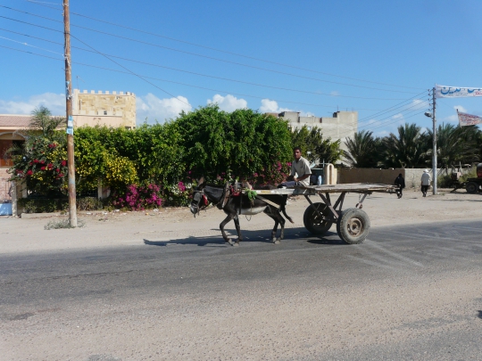 Nile delta field trip